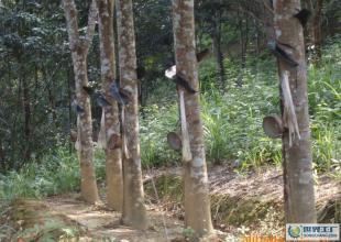 建筑裝修裝飾工程,園林古建筑工程_二手設備轉讓_世界工廠網中國產品信息庫